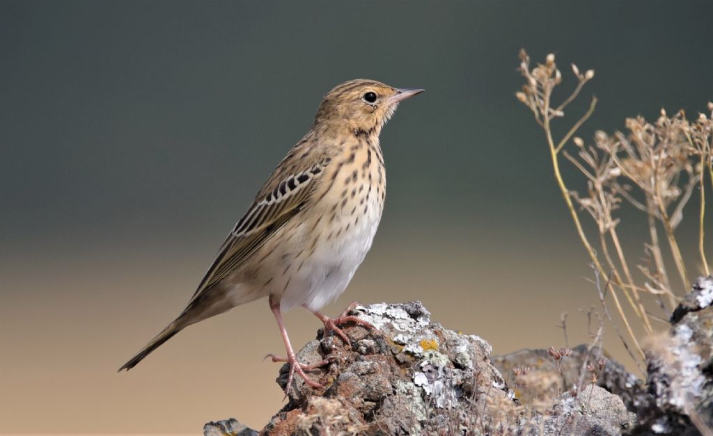 Spioncello? No, Prispolone (Anthus trivialis)